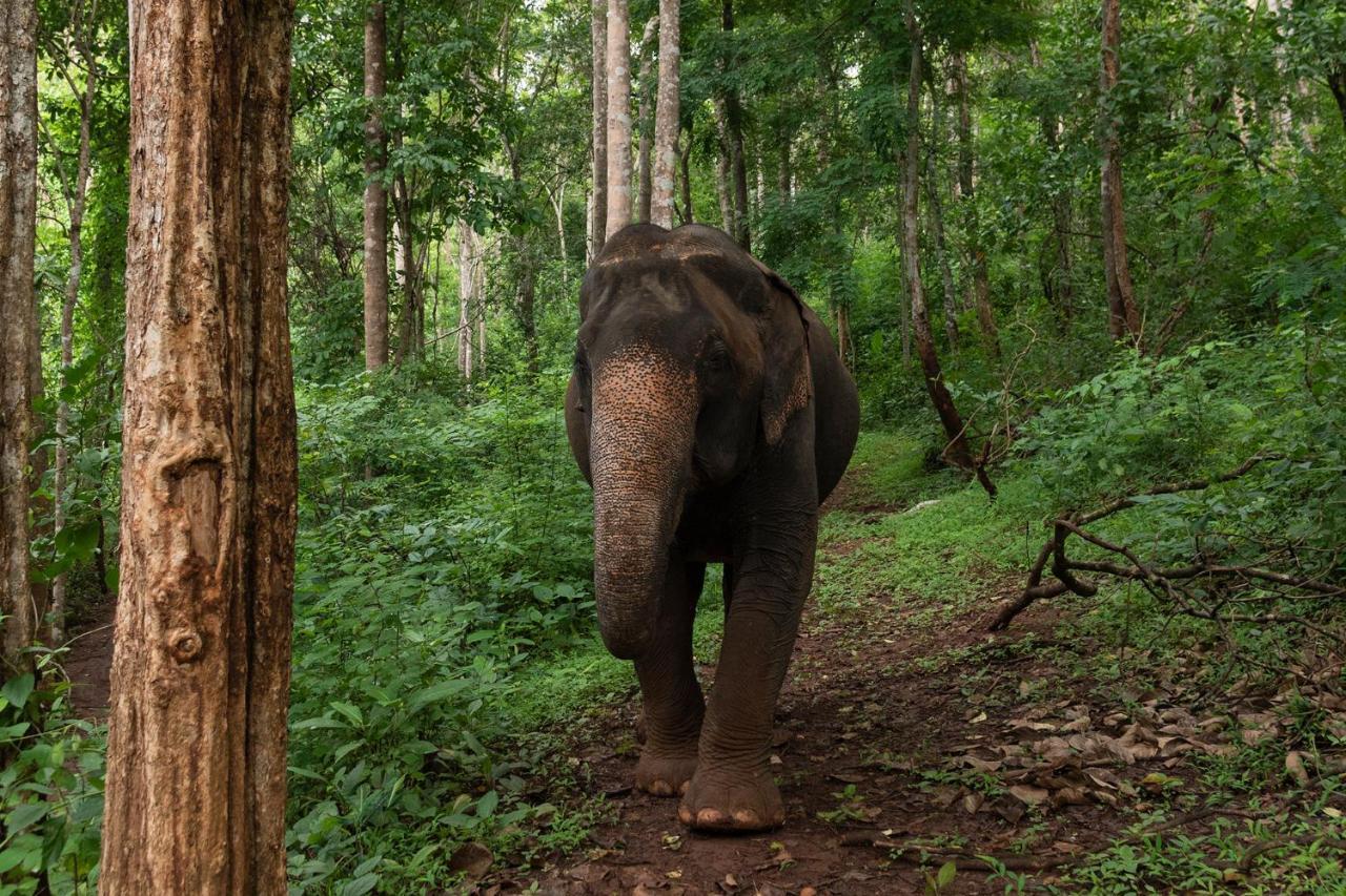 Chiang Mai Elephant Friends Dış mekan fotoğraf